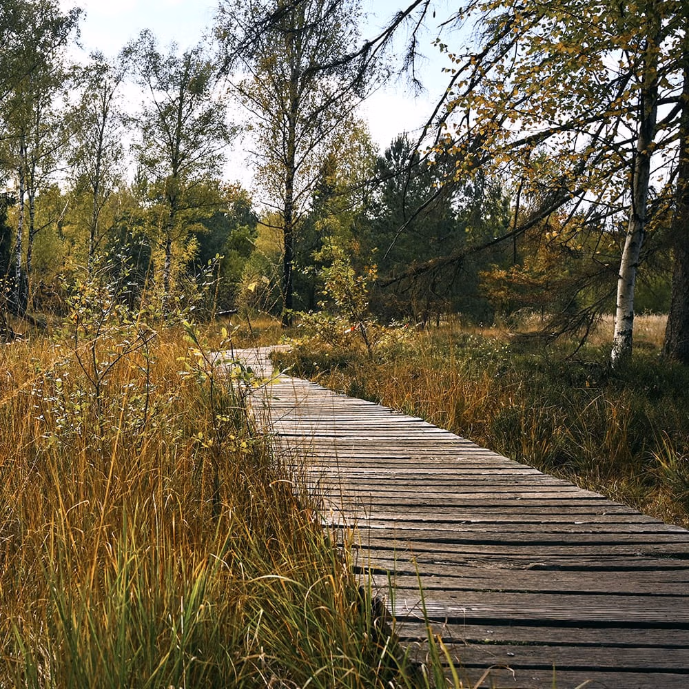 hardwood timber bog mats in woods